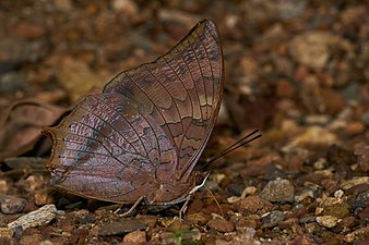 Ventral view (male)