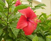 朱槿 Hibiscus rosa-sinesis