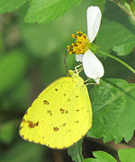 纱丽黄粉蝶 Eurema sari