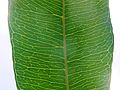 leaf venation