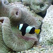 A. sebae (sebae anemonefish)