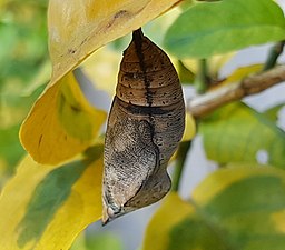 Pupa