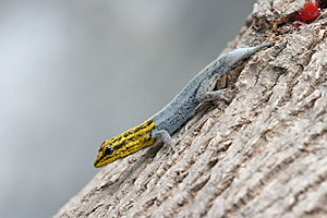Dwarf yellow-headed gecko, with previously shed tail which is regenerating