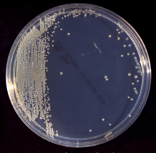 Cronobacter sakazakii growing in a petri dish