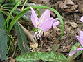 Erythronium dens-canis 'Rose Queen' close-up