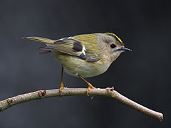 Goldcrest 1