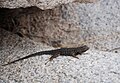 Adult, Joshua Tree National Park