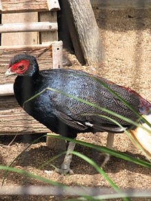 Malayan crestless fireback