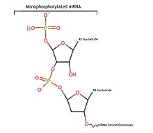 Now it can go into the Xrn1 exonuclease and be degraded