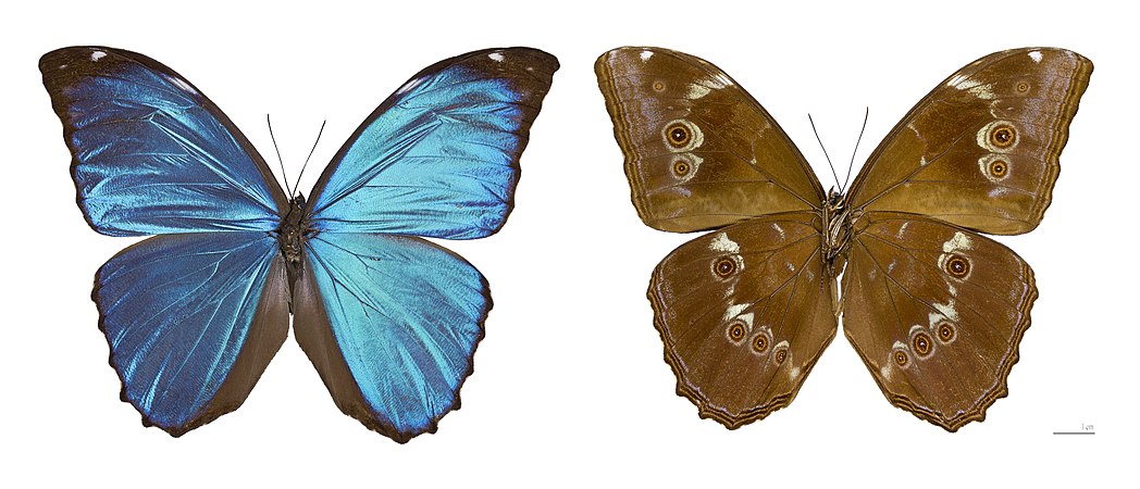 图为雄性大蓝闪蝶（Morpho menelaus）同一标本的顶部和底部。