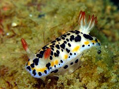 Hypselodoris maritima