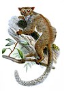 Northern needle-clawed bushbaby