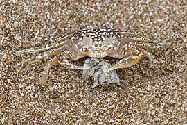 An adult Ocypode gaudichaudii eating