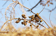 外观相似的泡桐（Paulownia）種籽與梧桐型態不同容易辨認