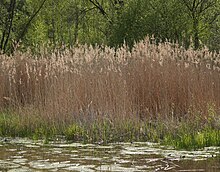 Dry, brown phragmites plants growing densely on the edge of a wetland