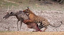 Tiger attacking a deer from behind, pulling on its back