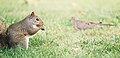 Squirrel feeding.