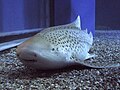  Vulnerable  Zebra shark (Stegostoma fasciatum)