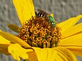 Sweat bee, Agapostemon virescens (female) on a Coreopsis flower. Madison, Wi