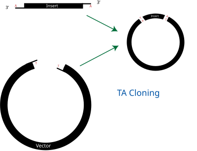 Diagram of TA Cloning.