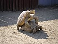 Pair of tortoises mate in a zoo