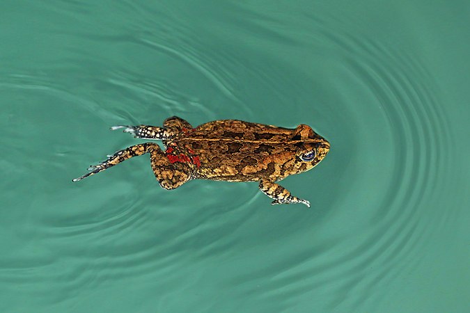 图为一只在南非西巴亚湖畅泳的喉音蟾蜍。
