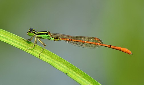 male