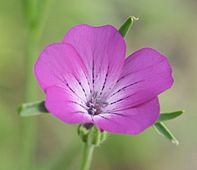 Flower of Agrostemma githago