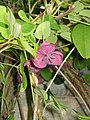 Akebia quinata female flower