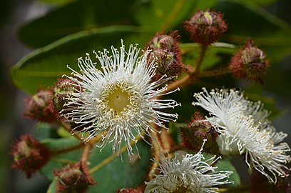 A. hispida buds & flowers
