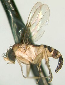 female fly attacking bee