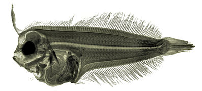Arnoglossus laterna larva