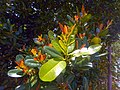 Leaves and branch