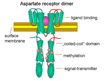 Domain structure of chemotaxis receptor for Asp
