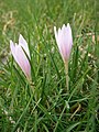 Colchicum hungaricum