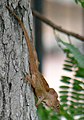 Puerto Rican Crested Anole in Santo Domingo, Dominican Republic.