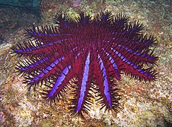 棘冠海星 (Acanthaster planci)