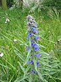 Echium vulgare