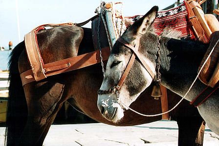 Donkeys for transport on the island of Hydra