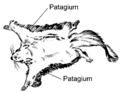 Flying Squirrel (PSF).png