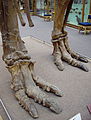 Iguanodon hind feet