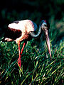 Jabiru - Kakadu National Park Tourism NT