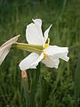 Narcissus ×medioluteus with fasciation