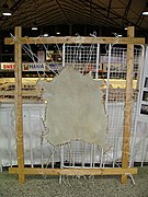 Goatskin parchment on wooden frame