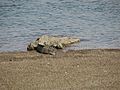 Jawai Dam is home to crocodiles that rest on the shores during the day or wait for their prayers to come nearby.