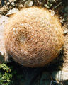 Spiny cactus ball (unidentified)