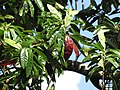 Leaves in Keʻanae Arboretum, Maui -may possibly be E. grandis
