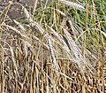 Triticum turgidum