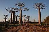 People walking among baobabs.