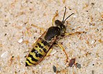 Sand Wasp (Bembix oculata)